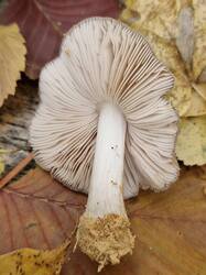 20261011_114114.thumb.jpg.d12fbfc60b70d069a94ab226bc8fc475.jpg