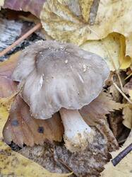 20261011_114144.thumb.jpg.9015c91c87dc4c680749d056d9e60e48.jpg
