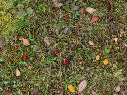 20261013-TAGE0034.thumb.jpg.c72a35104cf398ba1522434d8f7b25f1.jpg