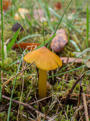 20261013-TAGE0039.thumb.jpg.b89e3cd316b9f30d1a5e16e3c9e508ac.jpg