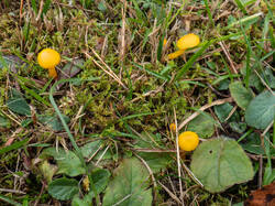 20261013-TAGE0166.thumb.jpg.e6b42a1233b264f37aa3dbb950e1f21a.jpg