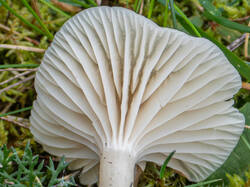 20261013-TAGE0330.thumb.jpg.bf4d3ce6038f618948bc9ddfa9638656.jpg