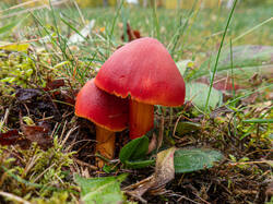 20261013-TAGE0419.thumb.jpg.a1b4805ffcda4fa3d8e5a2eff430d8b8.jpg