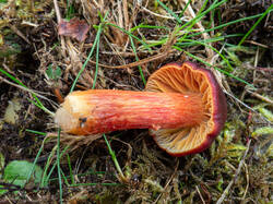 20261013-TAGE0574.thumb.jpg.9c761c4c6c77f1829a82a7a4e2f9f2c4.jpg