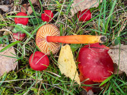 20261013-TAGE0641.thumb.jpg.f31eaf7ec11edb03d84f746e0271a7ca.jpg