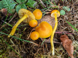 20261013-TAGE0644.thumb.jpg.44dcd7261695d167058890fe6912a7c2.jpg
