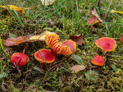 20261013-TAGE0647.thumb.jpg.59d6f4dc4b21d0f8ecbcbcc126f8b923.jpg