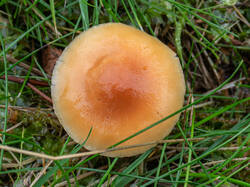 20261013-TAGE0684.thumb.jpg.b41a785e6f1feeb6abded93375c0f754.jpg
