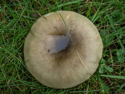 20261013-TAGE0686.thumb.jpg.ed28ba21735aacf9ef88b39f60446ce8.jpg