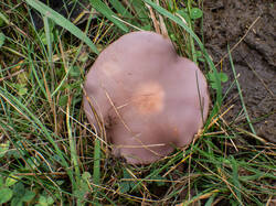 20261013-TAGE0693.thumb.jpg.968560eb2b22776b9ea22c0ea1976b5c.jpg