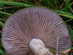 20261013-TAGE0695.thumb.jpg.e39f17d6bb453c64fb416ebb3fce923a.jpg