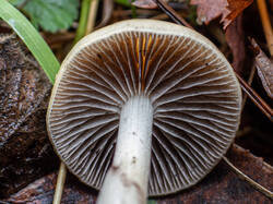 20261013-TAGE0728.thumb.jpg.e85c7a51f915e4f6b8c00814f418c6a7.jpg