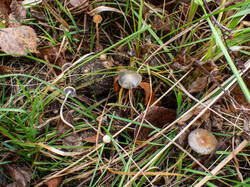 20261013-TAGE0730.thumb.jpg.e897c6ce95b46b666e93969b7b1ff0a2.jpg