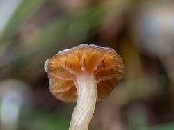 20261013-TAGE0760.thumb.jpg.584cfc6f6a82704bb176caafdfc9da59.jpg