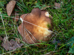 20261013-TAGE0800.thumb.jpg.1c7112a86f494025cb8da340d3bb239d.jpg