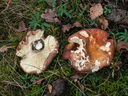 20261013-TAGE0801.thumb.jpg.b0d7506219b1d3098b564a17a7e507bc.jpg