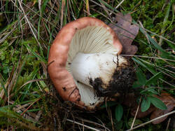 20261013-TAGE0805.thumb.jpg.3664449315c4ccfe1146ecffc0529b2c.jpg