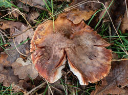 20261013-TAGE0809.thumb.jpg.e597ae535dd965ec0d6bbf6c2219a577.jpg