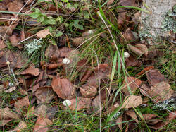 20261013-TAGE0823.thumb.jpg.5347f823ce2a8dbc45b3839b75854e37.jpg