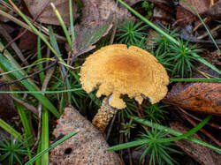 20261013-TAGE0891.thumb.jpg.9f8ccc2a35b86fb48e58bae52ff99cb6.jpg