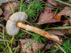 20261013-TAGE0894.thumb.jpg.2559befc7e216f2574756ed2c975a85b.jpg