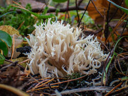 20261015-TAGE0035.thumb.jpg.8326a9c9b06bed28ffa210591a436eff.jpg