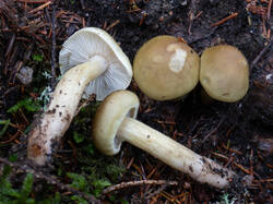 20261015-TAGE0169.thumb.jpg.a50494a5cfb09a5937109c0e24b99ddc.jpg