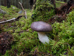 20261015-TAGE0180.thumb.jpg.5a9ce237011053768373ef660ea5057d.jpg