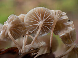 20261015-TAGE0537-2-DMap-Stacked.thumb.jpg.800b52275a93ffad9d36545fcf7ec068.jpg