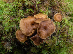 20261015-TAGE0642.thumb.jpg.1e2cc87ea90d592774014e12ed4c8e71.jpg