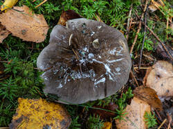 20261015-TAGE0658.thumb.jpg.5e05ed7f6e623c63d67c6ec15c9a02c2.jpg