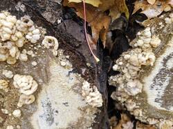 20261016_105620.thumb.jpg.f798ead9fbf987162710de7f2a47ce93.jpg