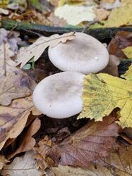20261016_111126.thumb.jpg.4511c99143aa2807b01fb241b89f3828.jpg