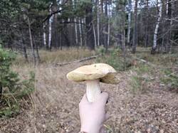 20261017_142954.thumb.jpg.3286e32e3660b3b9e6f9c728f392527a.jpg