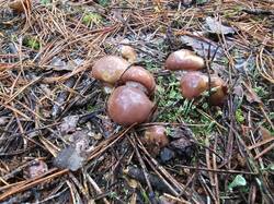20261017_170317.thumb.jpg.e9e7369908a1b04b4a65a61ab59e1350.jpg