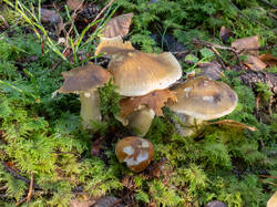 20261018-TAGE0001.thumb.jpg.8fb7aac18c1bc325a8f35e543f8d66bb.jpg