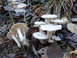 20261018-TAGE0010.thumb.jpg.1037b28d0782bd0f90d2c0eb9523a36c.jpg