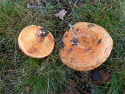 20261018-TAGE0014.thumb.jpg.f00e38f53967173605d4461b3a603c43.jpg