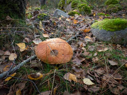 20261018-TAGE0018.thumb.jpg.c87c6f62ca73dc488845bc8527f8cb6e.jpg