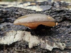 20261018_112616.thumb.jpg.3a766668ba9f6fa0939668bc4af8c645.jpg