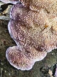 20261018_124711.thumb.jpg.e11a110156b30209caf1df6e15558e32.jpg