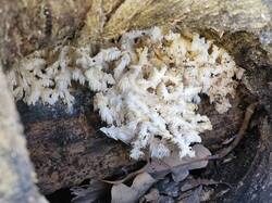 20261020_105957.thumb.jpg.b9bb012bc568f918cb6c2a98673a2397.jpg