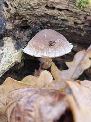 20261020_110129.thumb.jpg.b534effd90f3b647e33269b9be887c25.jpg