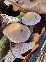 20261020_110221.thumb.jpg.a6fa8e221b0b1611d30b11495d0b1bf4.jpg