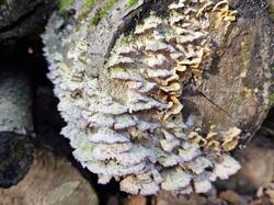 20261020_114257.thumb.jpg.d6b1ed3eb1a6c27a59c47e030d9f47c8.jpg