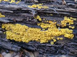 20261020_115124.thumb.jpg.e387bd4c8ffb56c235fb86977e539069.jpg