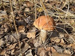 20261020_120337.thumb.jpg.fcae1d525ebf6f3007d53eda2379f244.jpg