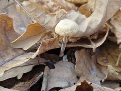 20261021_111511.thumb.jpg.74c1a750af7cd353a45ac8a4a25a8ab4.jpg