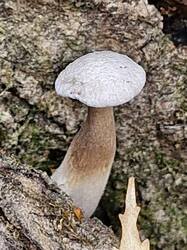 20261021_115631.thumb.jpg.7f39a9f1834dbd5db5ef2653386656a6.jpg