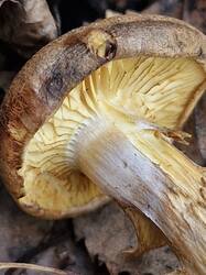 20261021_121454.thumb.jpg.a8a7e7a568bd1fd2e9fcd99c6545241b.jpg